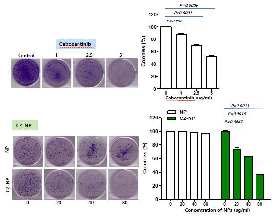 Cabozantinib 나노입자의 long-term cell growth 저해 확인