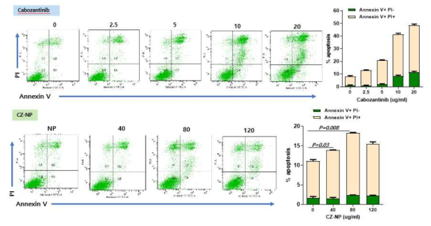 Cabozantinib 나노입자의 세포사멸에 미치는 효과 확인