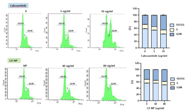 Cabozantinib 나노입자의 세포주기에 미치는 효과 확인