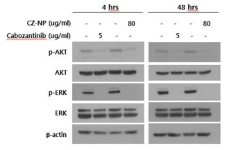 Cabozantinib 나노입자의 세포 신호 전달에 미치는 영향 조사