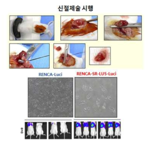 면역 기능 정상 마우스에서 RENCA-SRLu5-Luci 기반의 폐전이 모델 구축