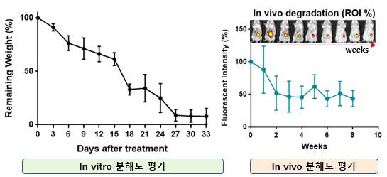 히알루론산 하이드로젤 스캐폴드의 in vitro & in vivo 분해도 평가