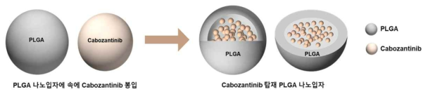 Cabozantinib 탑재 PLGA 나노입자 모식도