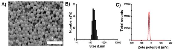 Cabozantinib 탑재 PLGA 나노입자 특성 분석 (A) Cabozantinib 탑재 나노입자 주사전자현미경 (Scanning electron microscope, SEM) 이미지 (B) 동적 광산란 (Dynamic light scattering, DLS) 분석 (C) 나노입자 표면 전하 (Zeta potential) 분석