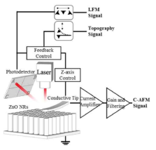 C-AFM과 LFM의 동시 사용을 위한 실험 모식도. AFM 탐침의 비틀림 운동은 AFM 캔티레버에 반사된 레이저가 도달하는 PSPD 위치 센싱에 의해 모니터 됨. 그리고 산화아연 나노선으로부터 나오는 전류 신호는 전류 증폭기와 연결된 외부 회로를 통해서 감지됨