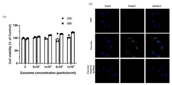 (a) 엑소좀에 의한 HC-OA의 생존율 결과. (b) PKH67-엑소좀의 Cellular uptake