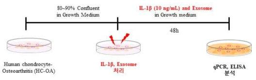 In vitro 실험 디자인