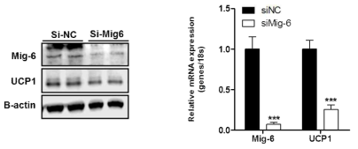 Mig-6 유전자 결손시 UCP-1 발현 감소