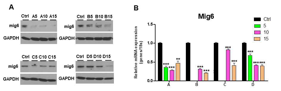 지속적인 Mig-6 유전자 결손 갈색지방 세포주 구축