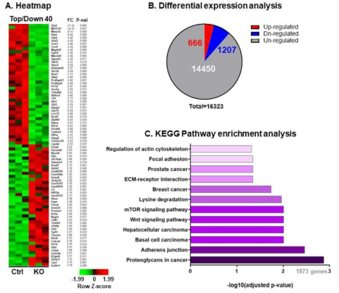 Mig-6 유전자 결손 갈색지방 세포 RNA-seq 분석 결과