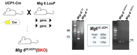 Mig-6 결손 마우스 모델의 유전자형 확인