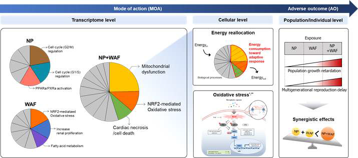 미세플라스틱과 WAF 동반독성에 대한 연구결과 모식도