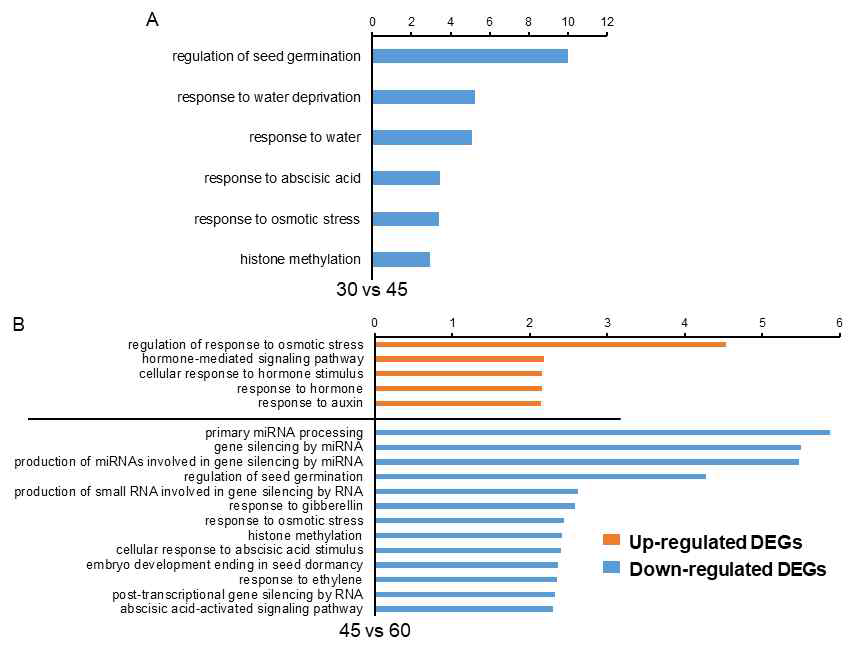 배아 30 DAH vs 45 DAH DEG들의 GO enrichment (A)와 45 DAH vs 60 DAH DEG들의 GO enrichment (B)