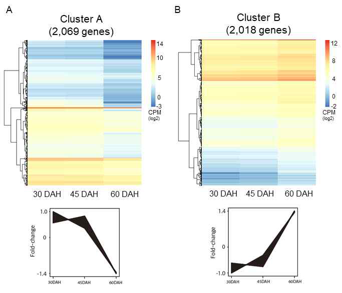 Clustering 분석을 통한 배아 cluster A (A)와 cluster B (B)에 대한 유전자 발현 heat map과 경향성 그래프