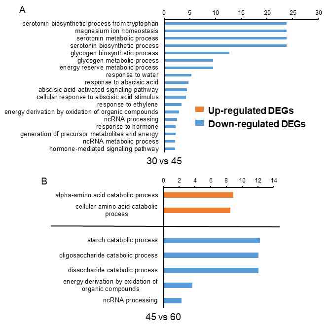 배유 30 DAH vs 45 DAH DEG들의 GO enrichment (A)와 45 DAH vs 60 DAH DEG들의 GO enrichment (B)