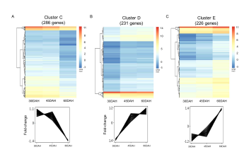 Clustering 분석을 통한 배유 cluster C (A), cluster D (B), cluster E (C)에 대한 유전자 발현 heat map과 경향성 그래프