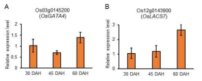 Cluster B에서 선정한 종자 발아 관련 후보 유전자에 대한 발현량 그래프 (qRT-PCR 결과)