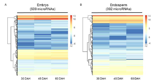 종자 성숙 3 단계별 배아 (A), 배유 (B) microRNA heat map