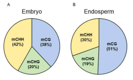 배아 (A), 배유 (B)에서 전체 methylation 중 mCG, mCHH, mCHG 비율