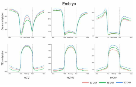 배아에서 종자 성숙 3단계별 gene, TE 영역의 mCG, mCHG, mCHH의 변화