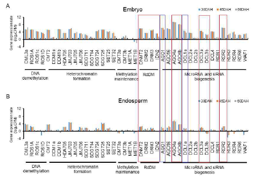 배아 (A), 배유 (B) 각각의 DNA demethylation, heterochromatin formation, methylation maintenance, RdDM, microRNA and siRNA biogenesis에 관여하는 유전자들의 발현량. 붉은 박스: RdDM 및 siRNA biogenesis 관련 주요 유전자. 푸른 박스: microRNA biogenesis 관련 주요 유전자