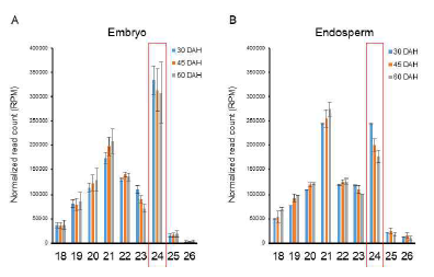 배아 (A), 배유 (B) 각각의 small RNA 길이별 distribution 그래프. 붉은 박스: 24-nt small RNA