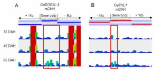 OsDOG1L-3 (A)와 OsPYL1 (B) gene body 영역에서의 mCHH level. 붉은 박스: methylation level이 가장 크게 차이나는 영역