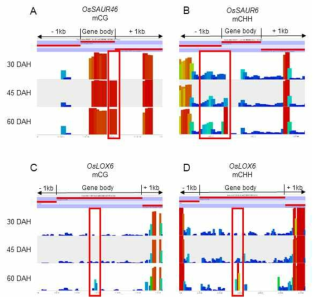 Gene body 영역의 OsSAUR46 mCG (A), OsSAUR6 mCHH (B), OsLOX6 mCG (C), mCHH (D) level. 붉은 박스: methylation level이 가장 크게 차이 나는 영역