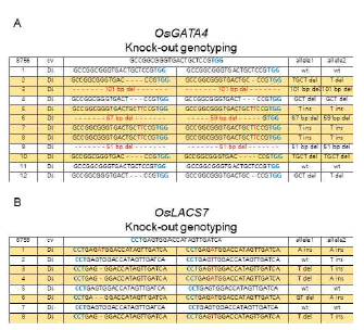 OsGATA4 mutant (A), OsLACS7 mutant (B) genotyping 결과. 노란색 박스: genotyping 후 선정한 homozygous mutant)