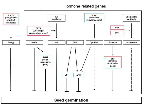 종자 휴면 및 발아와 hormone, 에너지 관련 유전자 사이의 상관관계 제시 모델