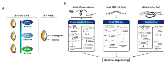 종자 성숙 3단계별 배아, 배유 샘플링 개요 (A) 및 mRNA-Seq, small RNA-Seq, bisulfite-Seq 라이브러리 제작 scheme (B)