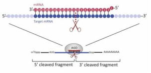 식물에서의 microRNA로 인한 mRNA 절단 과정 (Iwakawa and Tomari, 2015)