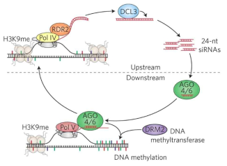 24-nt siRNA 생성 과정 및 RNA-dependent DNA methylation을 통한 표적 유전자 조절 (Cuerda-Gil and Slotkin, 2016)