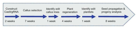 Cas9/guide RNA를 이용한 mutagenesis 벼 제작 flowchart (Char et al., 2019)