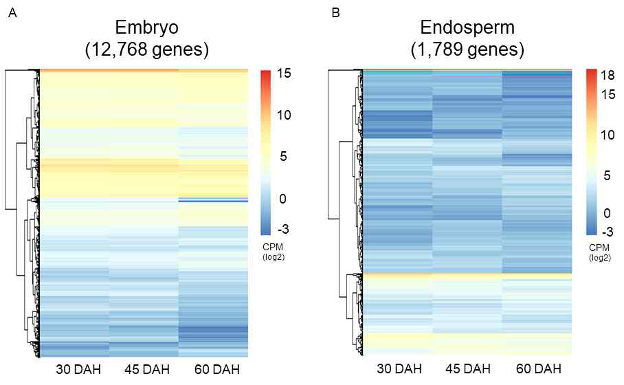 종자 성숙 3단계별 배아 (A), 배유 (B) transcriptome heatmap