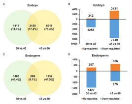 DEG 분석 결과. 30 DAH vs 45 DAH, 45 DAH vs 60 DAH DEG 개수 및 up-regulated, down-regulated DEG 개수. 배아 (A, B), 배유 (C, D)