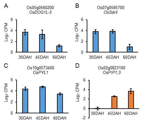 배아의 transcriptome에서 OsDOG1L-3 (A), OsSdr4 (B), OsPYL1 (C), OsPIP1;3 (D)의 발현량