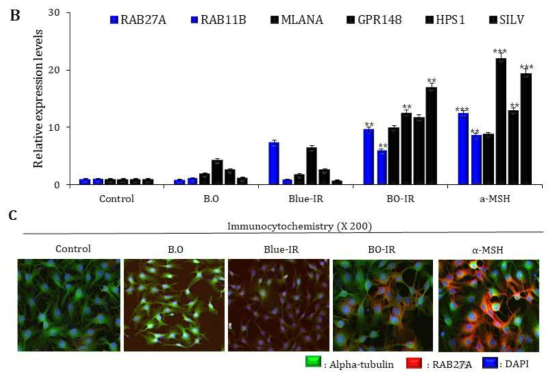 Investigation of melanin transport mechanism in co-culture models. (B) The transport-related genes and biosynthesis genes in levels of RAB27A andRAB11B, MLANA, GRP148, HPS1, and SILV. Equal protein loading was confirmed by the antibody reaction to control. **p<0.001, and ***p<0.0001 vs. non-treated control. (C) RAB27A labelling observed by confocal microscopy with high magnification (X 200)