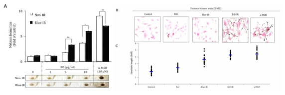 Distribution of melanin and morphological changes in B16F10 cells treated with BO-IR. α-MSH was used as a positive control. Cells were treated with α-MSH 10 mM for 24 h. (A) Melanin content was evaluated. *p < 0.01, **p < 0.001, and ***p < 0.0001 vs the α-MSH-treated cells (B) The dendrite lengths in each treatment group were plotted using ImageJ software. (C) Intracellular melanin distribution in randomly selected cells