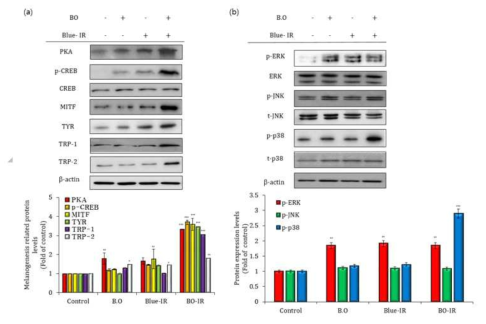 Expression of melanogenic enzymes and mitogen-activated protein kinase pathway-related proteins in B16F10 cells in response to BO-IR. Western blot was used to evaluate (A) melanogenic enzyme proteins: PKA, p-CREB, CREB, MITF, TYR, TRP-1, and TRP-2, and (B) MAPK pathway-related proteins: p-ERK, ERK, p-JNK, JNK, p-p38, and p38. Anti-β-actin antibody was used for normalization. *p < 0.1, **p < 0.01, and ***p < 0.001 vs the control