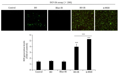 Reactive oxygen species (ROS) levels in B16F10 cells treated with BO-IR. (A) The green fluorescence of 2′,7′-dichlorodihydrofluorescein diacetate (DCF-DA), which represents intracellular ROS levels, was detected by confocal microscopy. The fluorescence intensity of DCF-DA was evaluated using ImageJ software. *p<0.1, **p<0.01, and ***p<0.001 vs the control