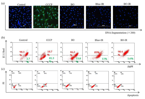 Effect of intercellular DNA fragmentation, and JC-1 and Annexin-V staining by ROS generation. (a) DNA fragmentation assays were performed to evaluate apoptosis. In this DNA fragmentation assay, fluorescein-dUTP was incorporated at the free 3′-hydroxyl ends of the fragmented DNA via terminal deoxynucleotidyl transferase-mediated dUTP nick-end-labeling (TUNEL) and detected by confocal microscopy (200×). (b) Maintenance of mitochondrial membrane potential (ΔψM) in B16F10 cells following BO-IR treatment, as determined by JC-1 staining and flow cytometric analysis. For JC-1 staining, the green fluorescence decreased as apoptosis increased. (c) Representative dot plot data showing early and late apoptosis, as determined by annexin V assay