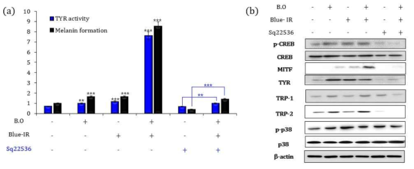 Investigation of the melanogenensis main signaling pathway of BO-IR. The incubated B16F10 cells with 50 mM Sq22536 (an adenylyl cyclase (AC) inhibitor) for 30 min before BO-IR treatment. After 30 min, the Dulbecco’s modified Eagle’s medium (DMEM) containing each inhibitor was removed and the cells were treated with BO-IR. (a) Melanin content measurement. (b) Graph depicting the changes in TYR and melanin levels following treatment with Sq22536 inhibitor