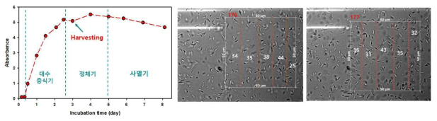 Shewanella putrefaciences 생장 곡선 및 cell counting