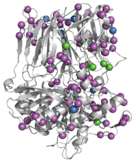 porcine prolyl oligopetidase 구조의 100ns MD 시뮬레이션 결과. saltbridge 상호 작용 분석. (magenta :4Å, Green:4.5 Å, Blue: 5 Å)