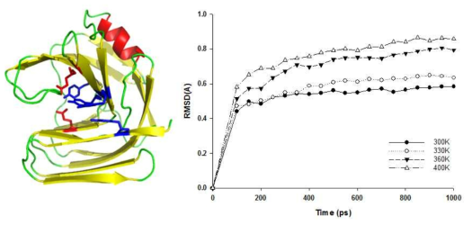 (a) Bacillus Circulans Xylanse의 결정구도 1XNB, (b) 분자동역학 시뮬레이션을 이용한 온도에 따른 Overall RMSD의 변화
