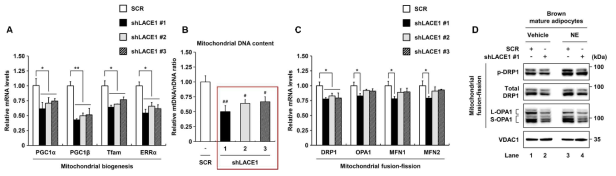 갈색지방세포에서 LACE1 저해에 따른 미토콘드리아 생성 및 역학(Fusion-Fission) 확인
