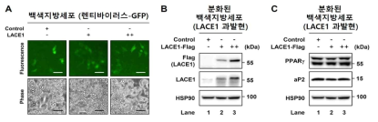 LACE1 과발현 백색지방세포 확립