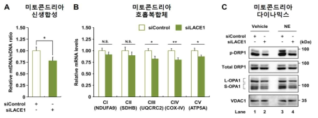 LACE1 넉다운 지방세포의 미토콘드리아 변화 분석