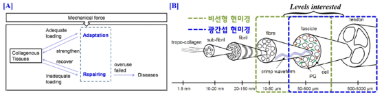 [A] 콜라겐 조직의 기계적 하중에 대한 상태전환 표시도, [B] 인체 힘줄의 계층구조 및 본 연구에서의 다룰 관심 레벨